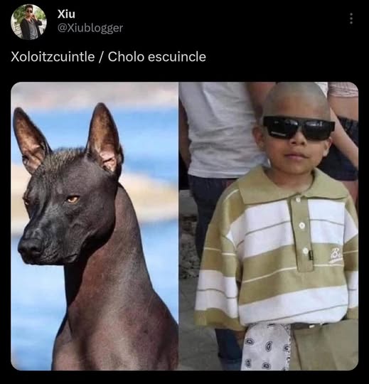 Xoloitzcuintle